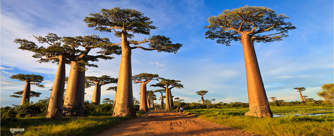 (English) Five incredible aspects that you probably didn’t know about Madagascar